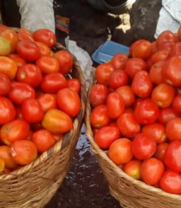 Basket of Grade A tomatoes in Lagos