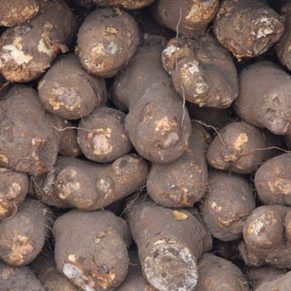 New Yam - Big Tubers