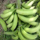 Green Plantain (Medium Bunch)