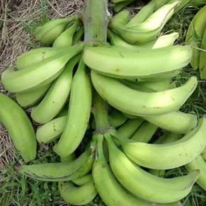 Green Plantain (Medium Bunch)