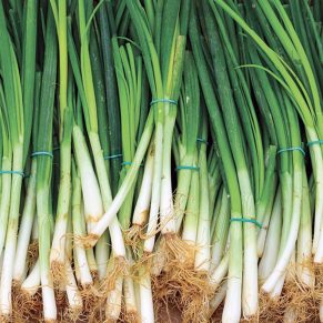 Spring onions