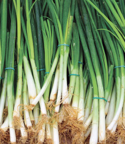 Spring onions