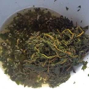 Washed bitterleaf