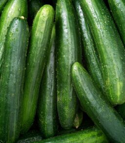 Cucumber