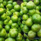 Garden Egg - Green
