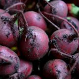 Beetroot