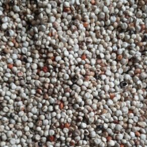 Millet
