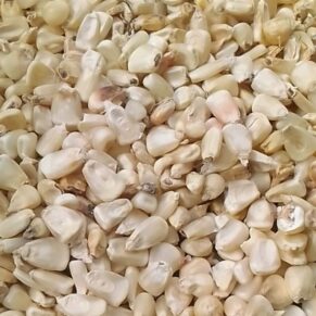 White Maize Corn